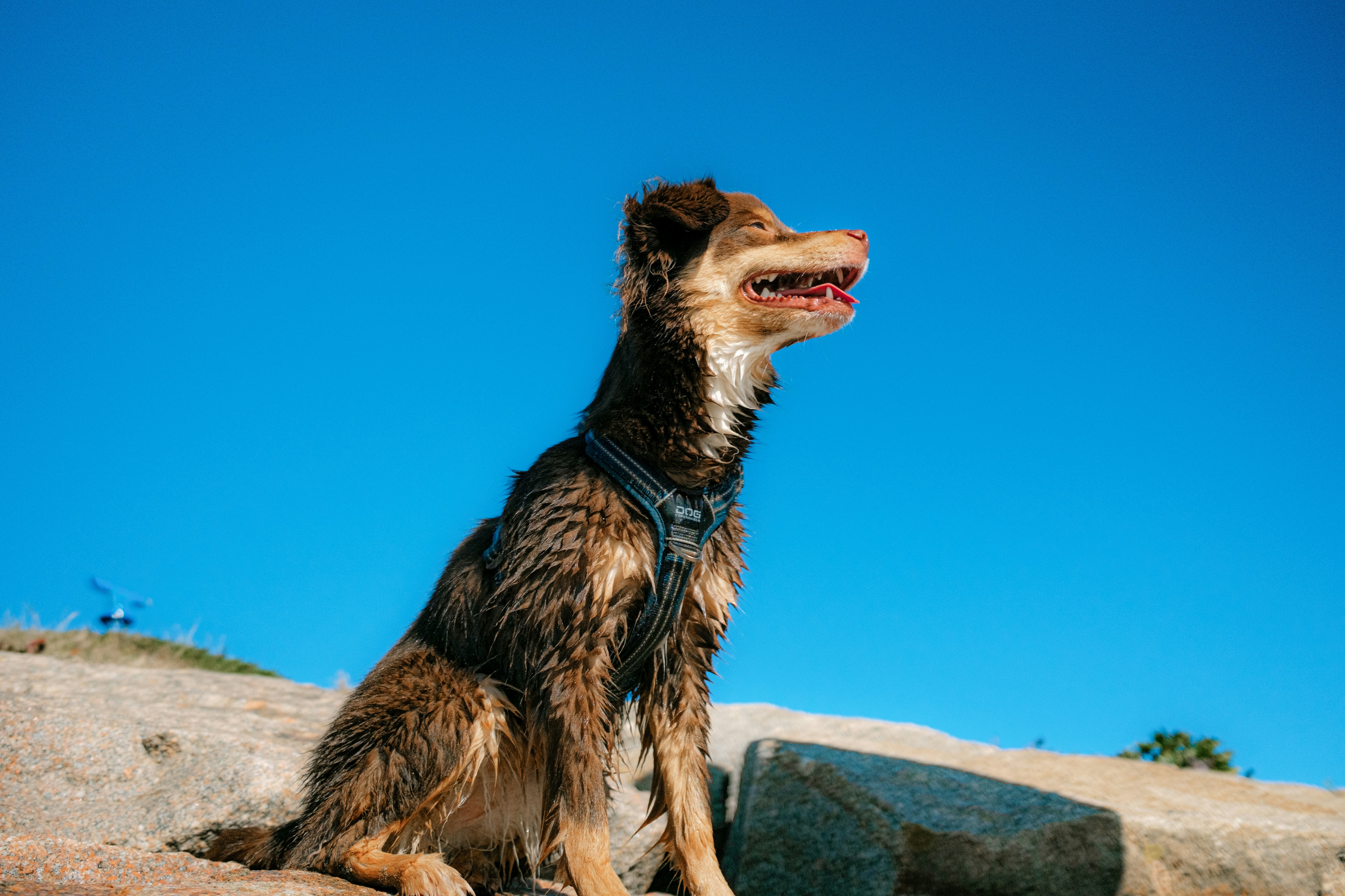 여름철 필수템 없으면 위험해요! 강아지 쿨링용품 추천