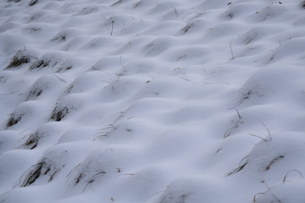 a snow covered field with grass in the snow