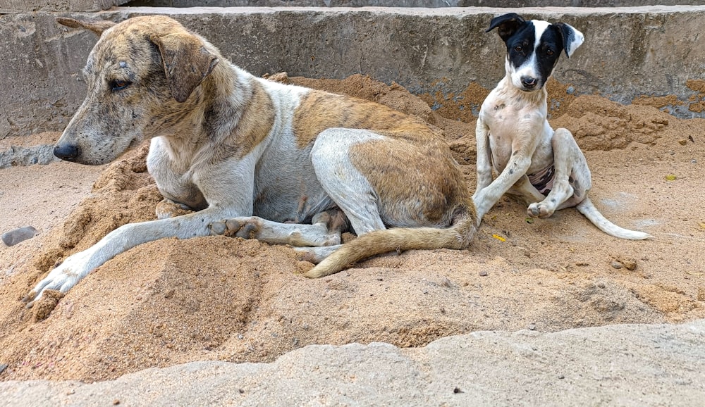 a couple of dogs sitting on top of a pile of dirt