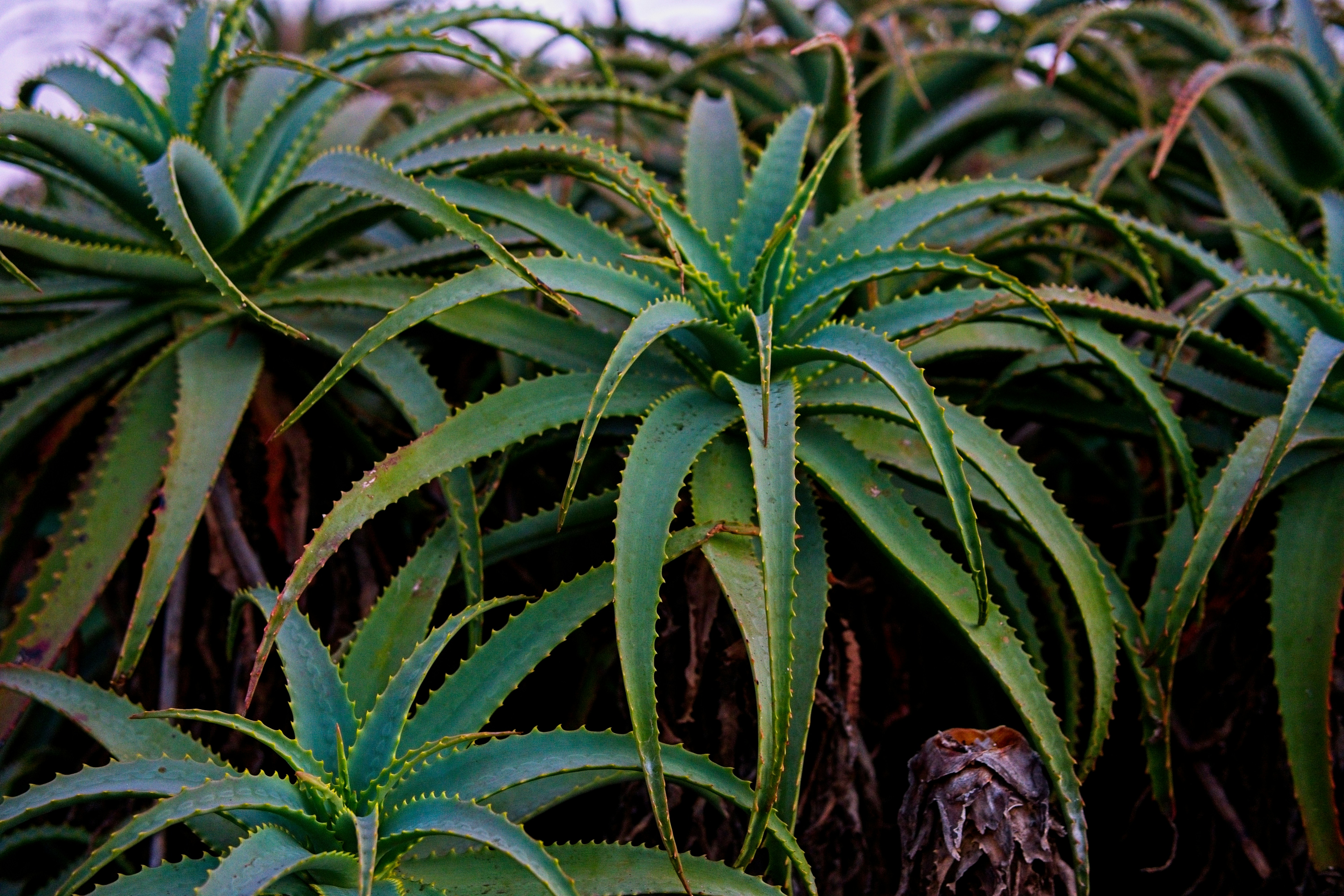 Aloe vera plant