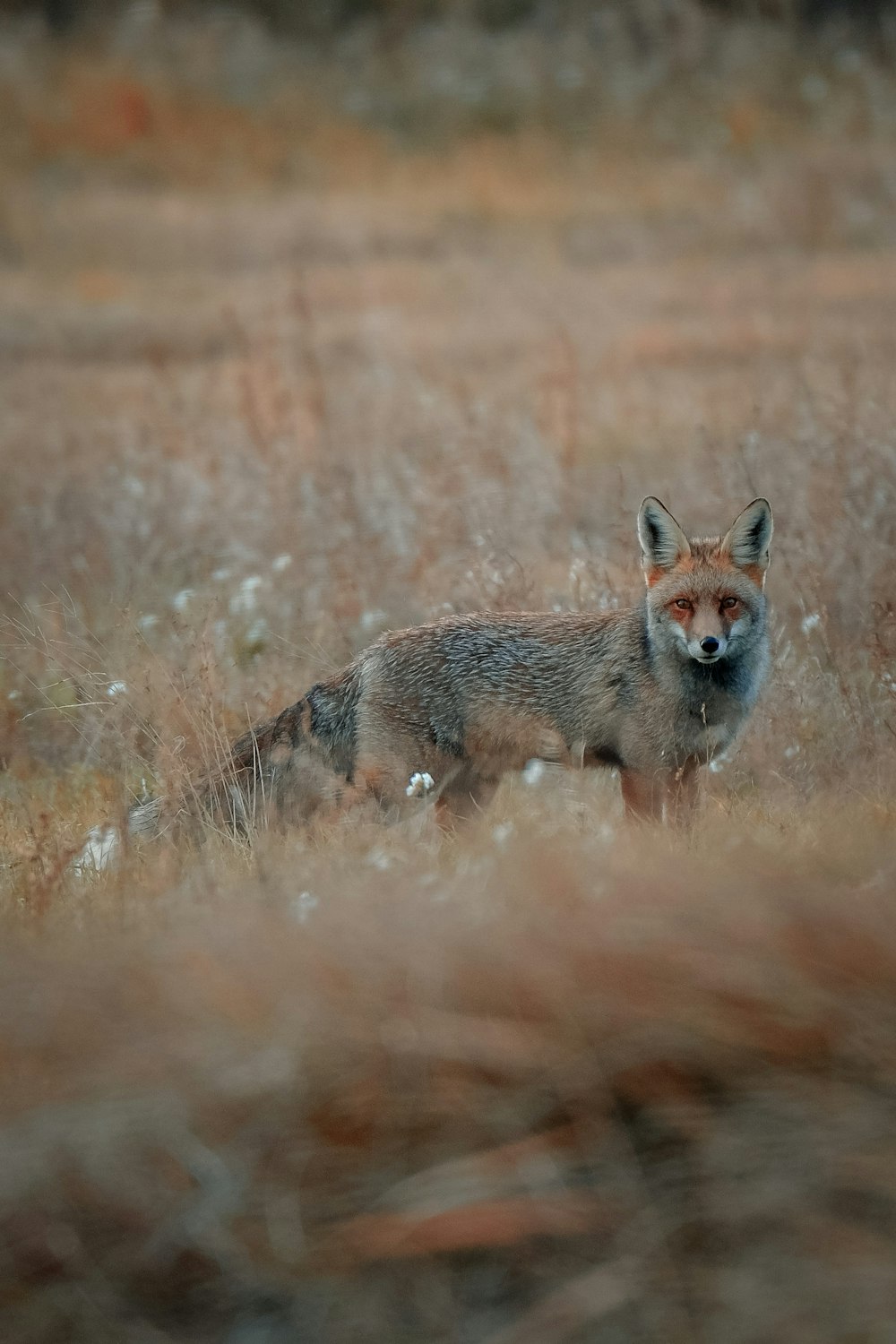 a fox standing in a field of tall grass