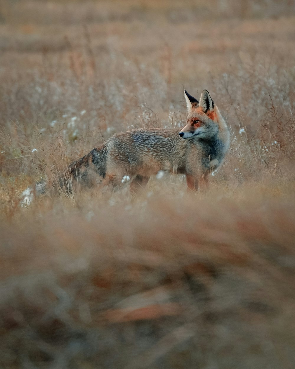a fox standing in a field of tall grass