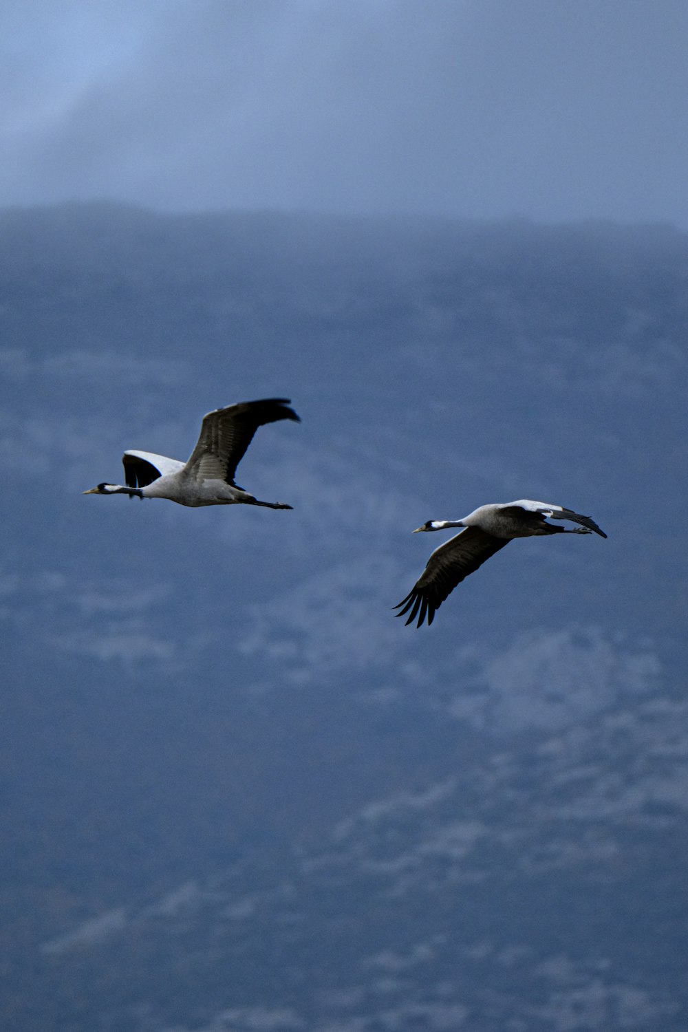 a couple of birds flying through a blue sky