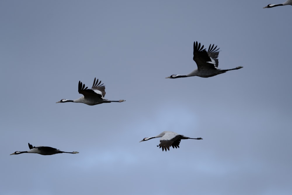 a group of birds flying through a blue sky