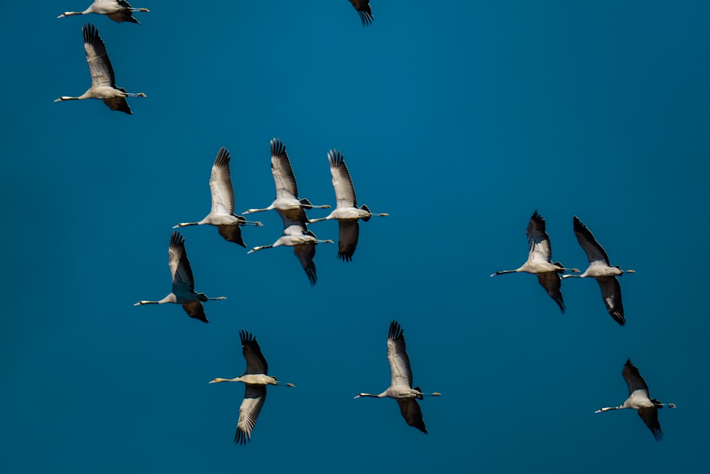 a flock of birds flying through a blue sky