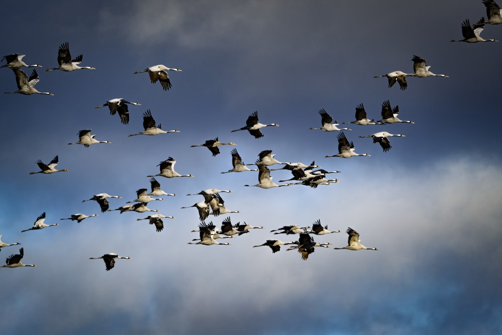 a flock of birds flying through a cloudy blue sky