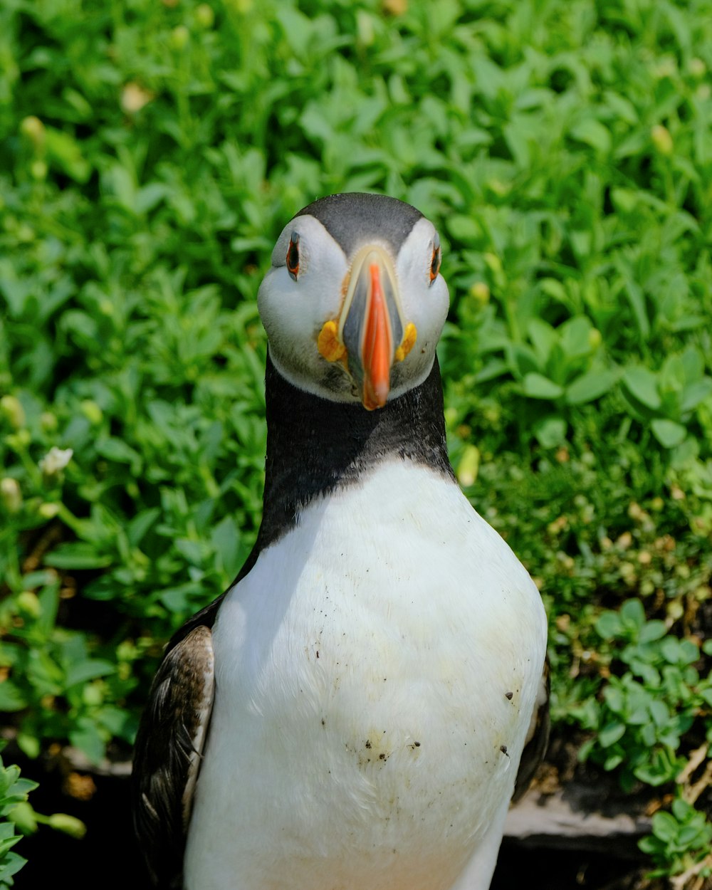 ein schwarz-weißer Vogel mit orangefarbenem Schnabel