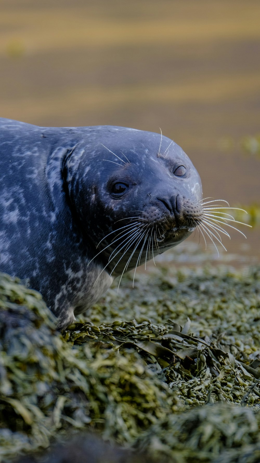 a gray seal is sitting on some seaweed