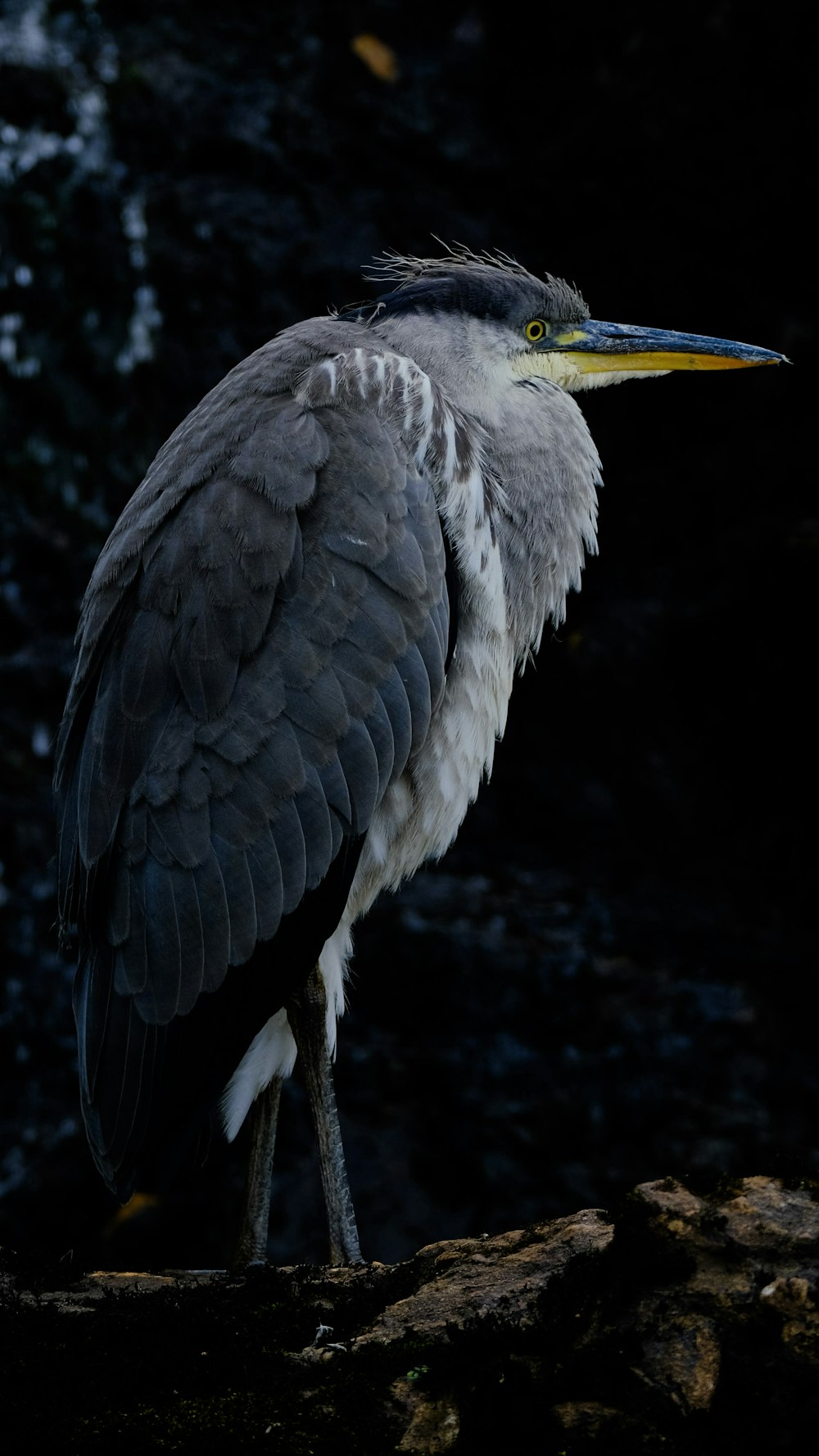 a close up of a bird on a rock