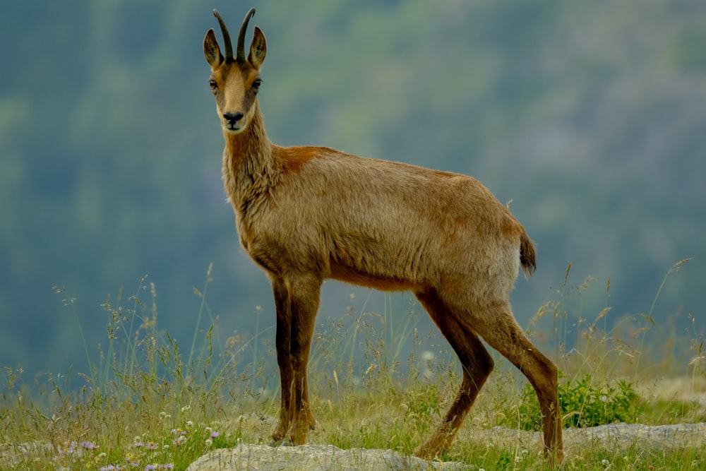 una cabra marrón de pie en lo alto de un campo cubierto de hierba