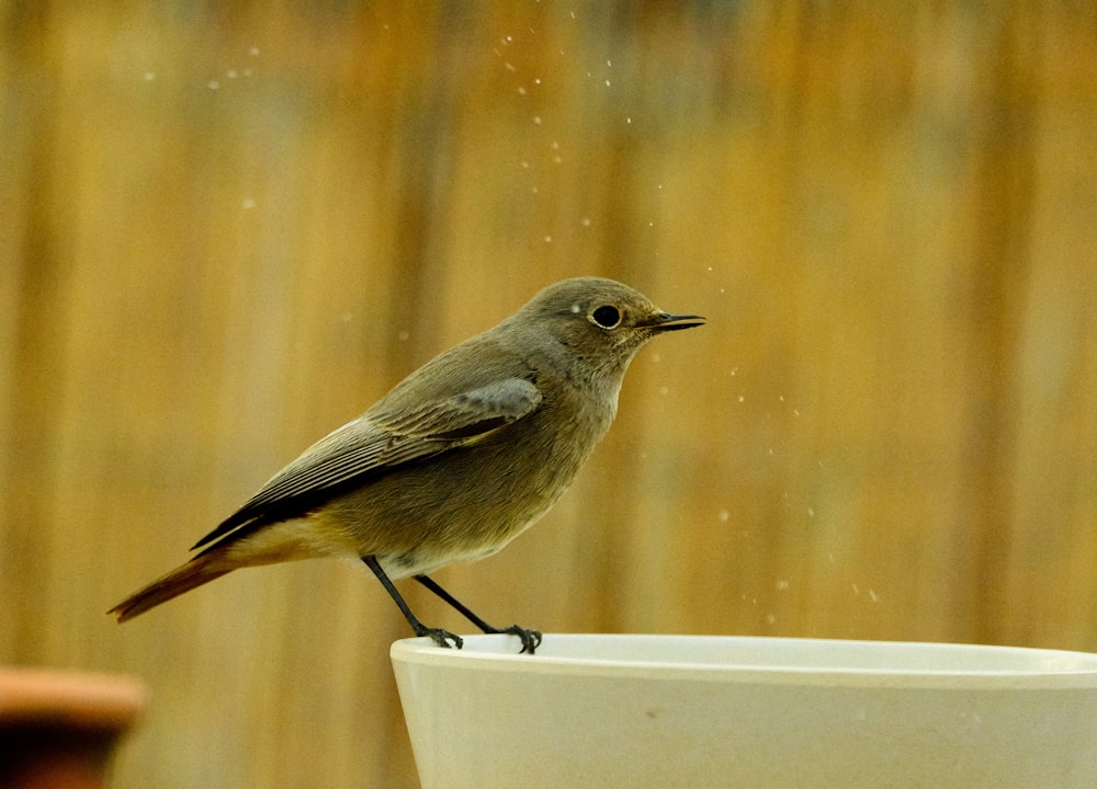 a small bird sitting on top of a white bowl