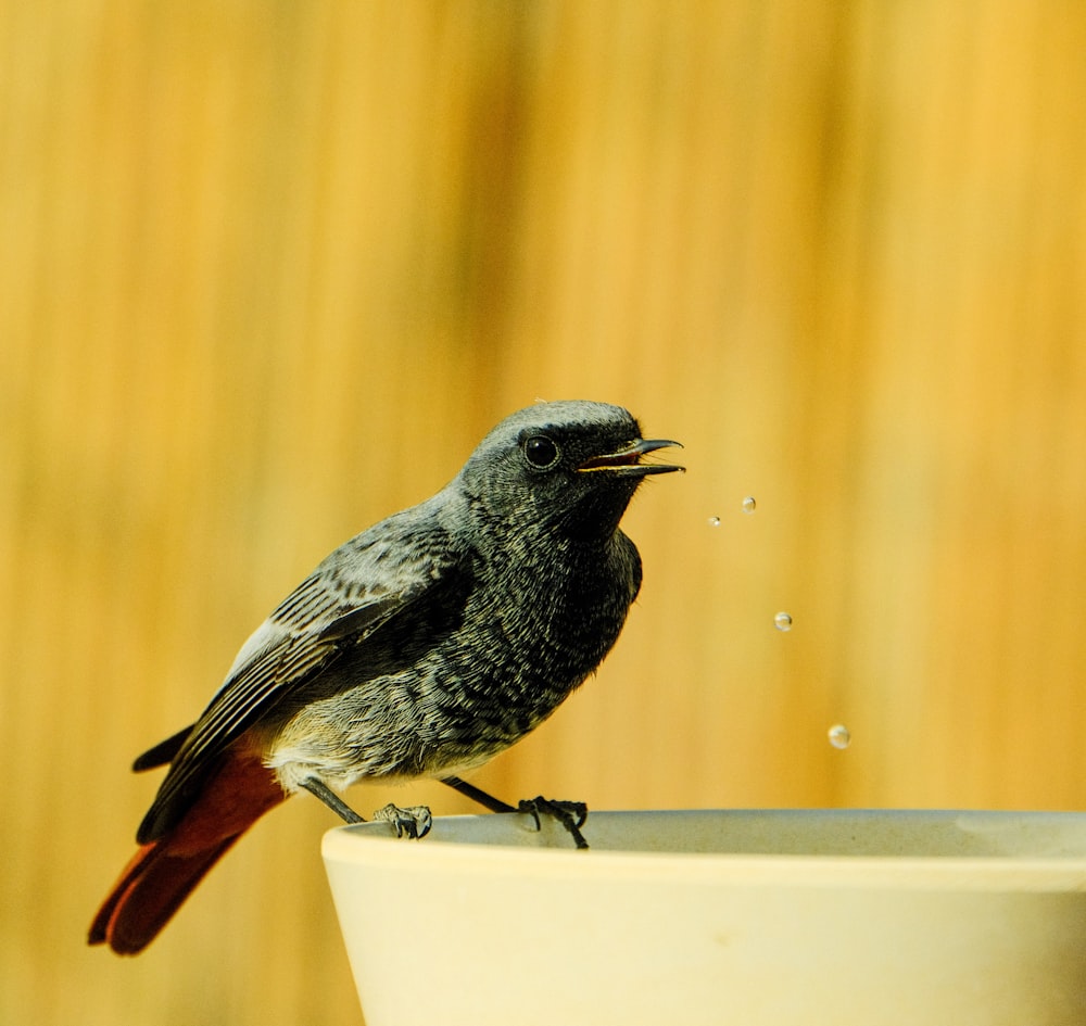a small bird sitting on top of a white bowl