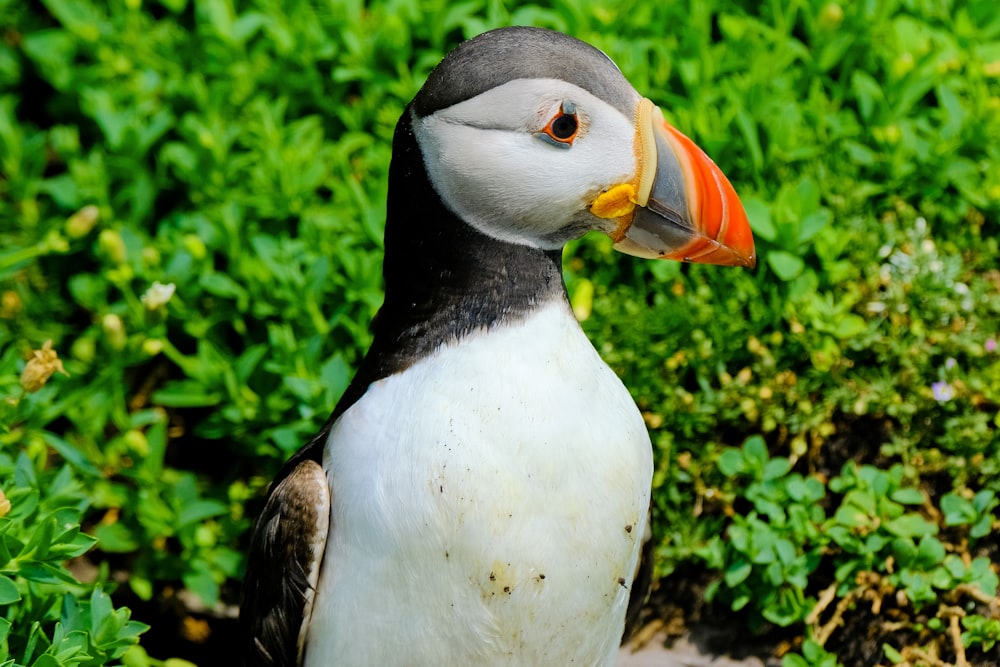 a close up of a bird on the ground