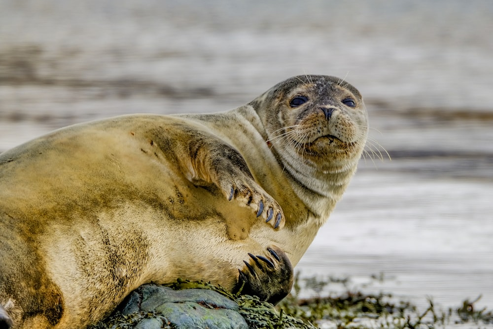 a seal sitting on top of a rock next to a body of water