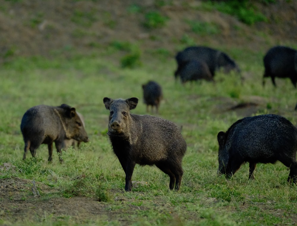 a group of wild boars grazing in a field