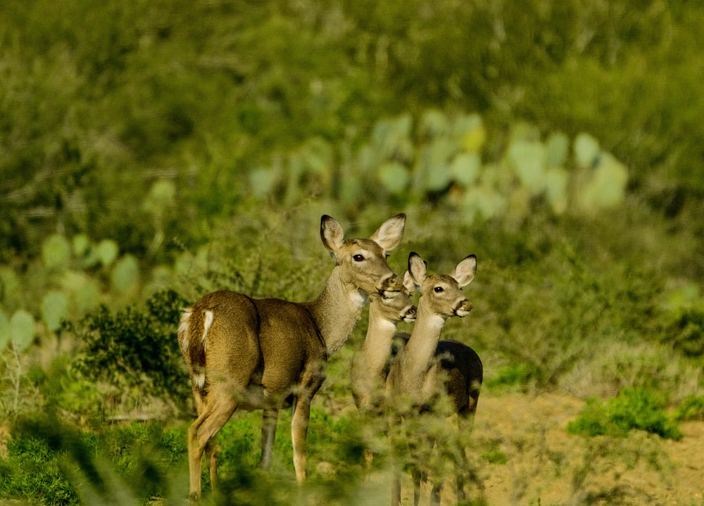 a herd of deer standing on top of a grass covered field