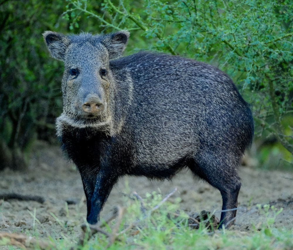 a wild boar standing in the middle of a forest