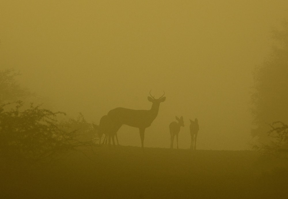 a group of deer standing on top of a foggy hillside