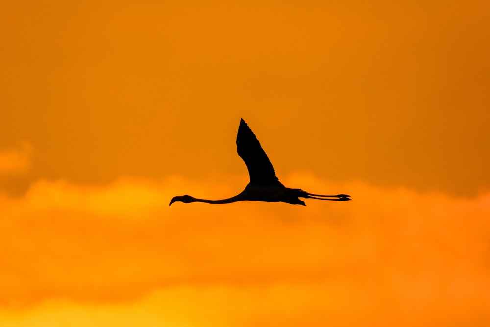 ein großer Vogel, der durch einen gelben Himmel fliegt