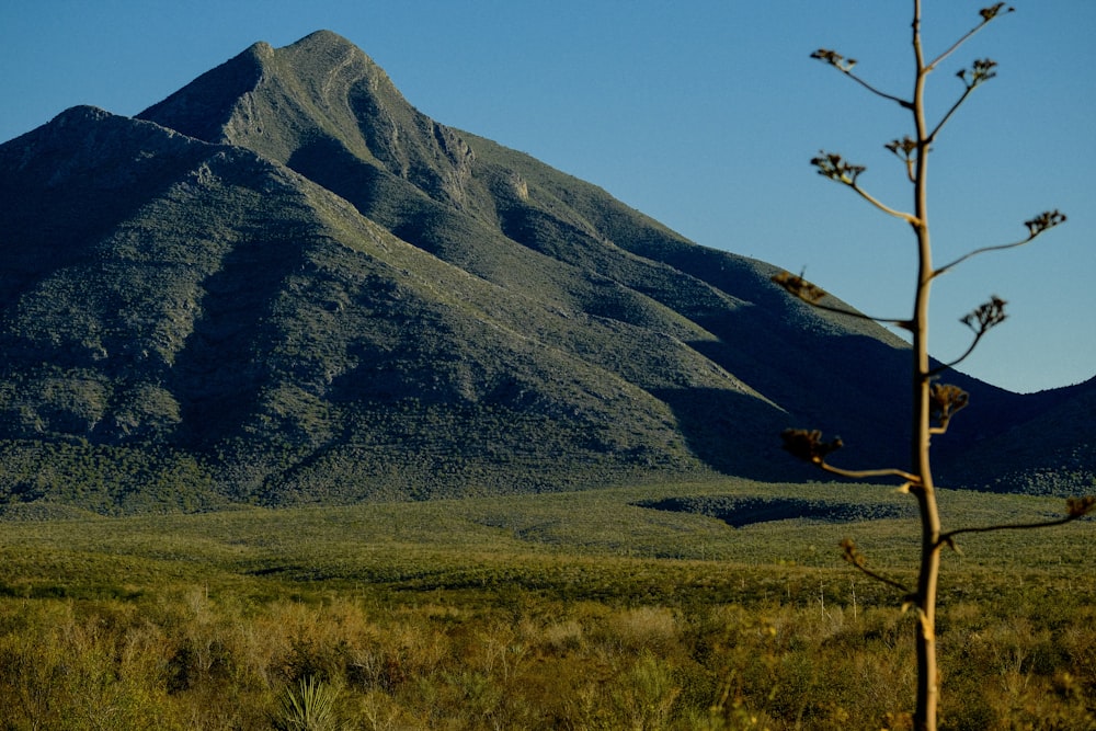 un árbol solitario en un campo con una montaña al fondo