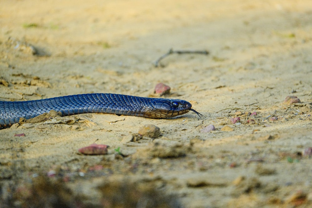 a blue snake is laying on the ground