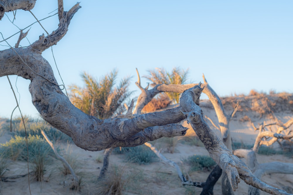 a branch of a tree in the desert