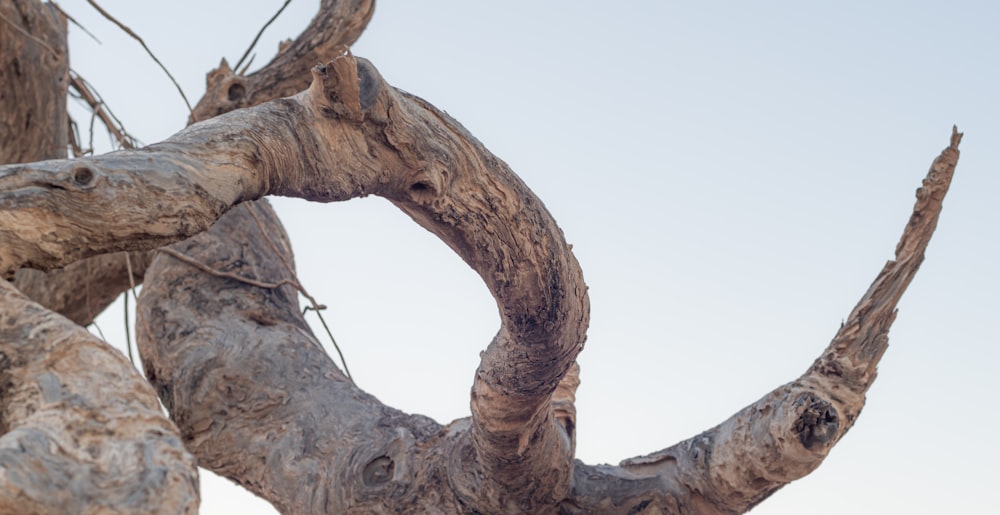 a bird perched on top of a tree branch