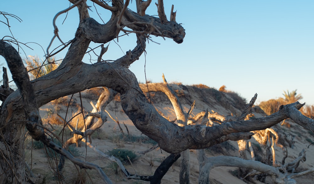 a dead tree in the middle of a desert