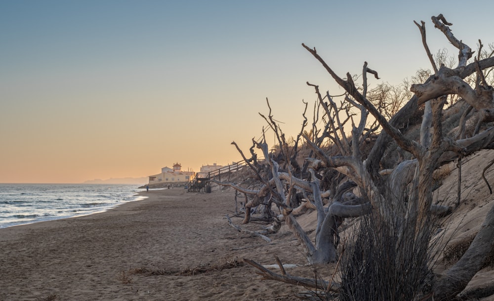 a bunch of trees that are on a beach