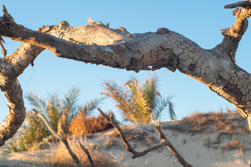 a branch of a dead tree in the desert