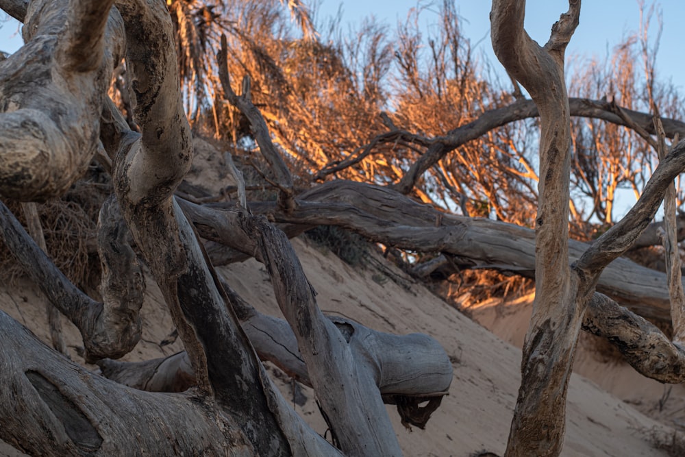 a dead tree in the sand with a sky background