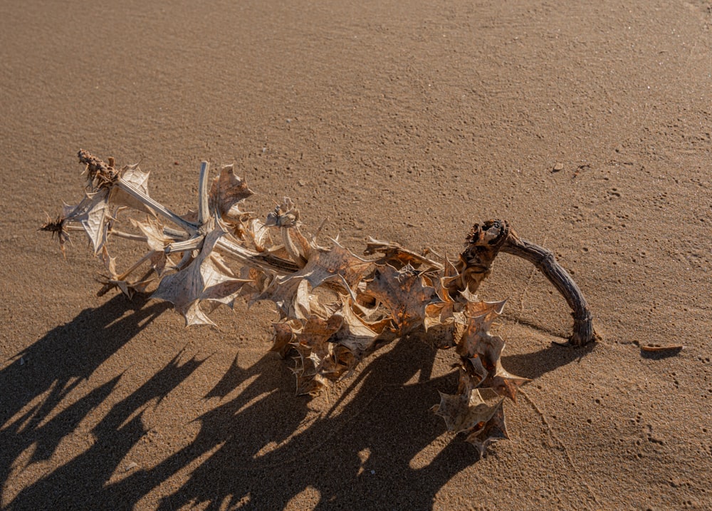 a group of people standing next to a dead plant