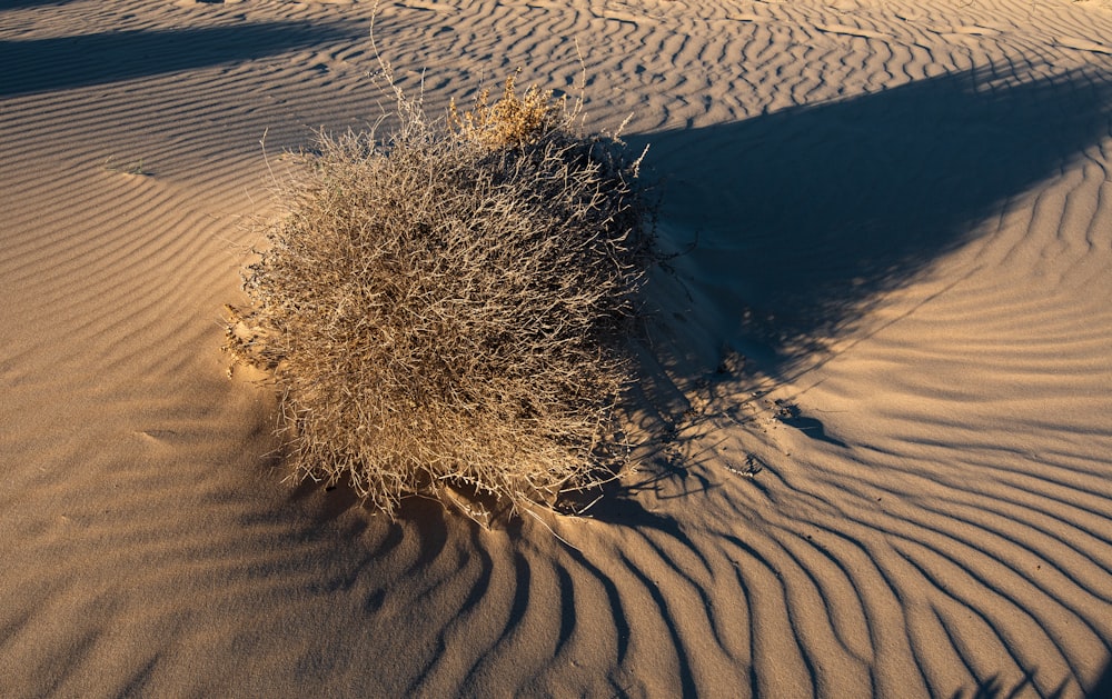 a small bush in the middle of a desert