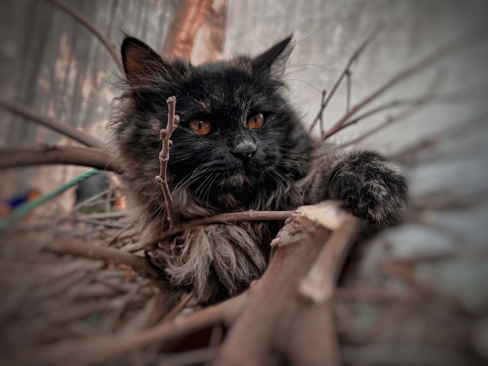 un chat noir assis au sommet d’une branche d’arbre