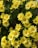 a bunch of yellow flowers in a garden