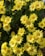 a bunch of yellow flowers in a garden