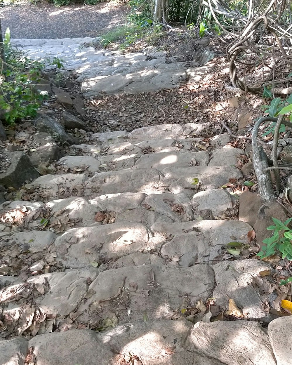 un sentiero di pietra nel bosco con una bicicletta appoggiata ad esso