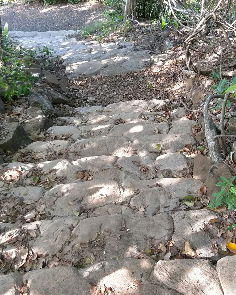 a stone path in the woods with a bicycle leaning against it