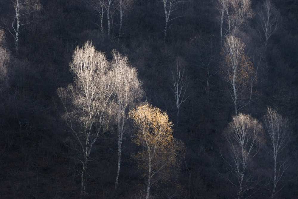 Un grupo de árboles en medio de un bosque