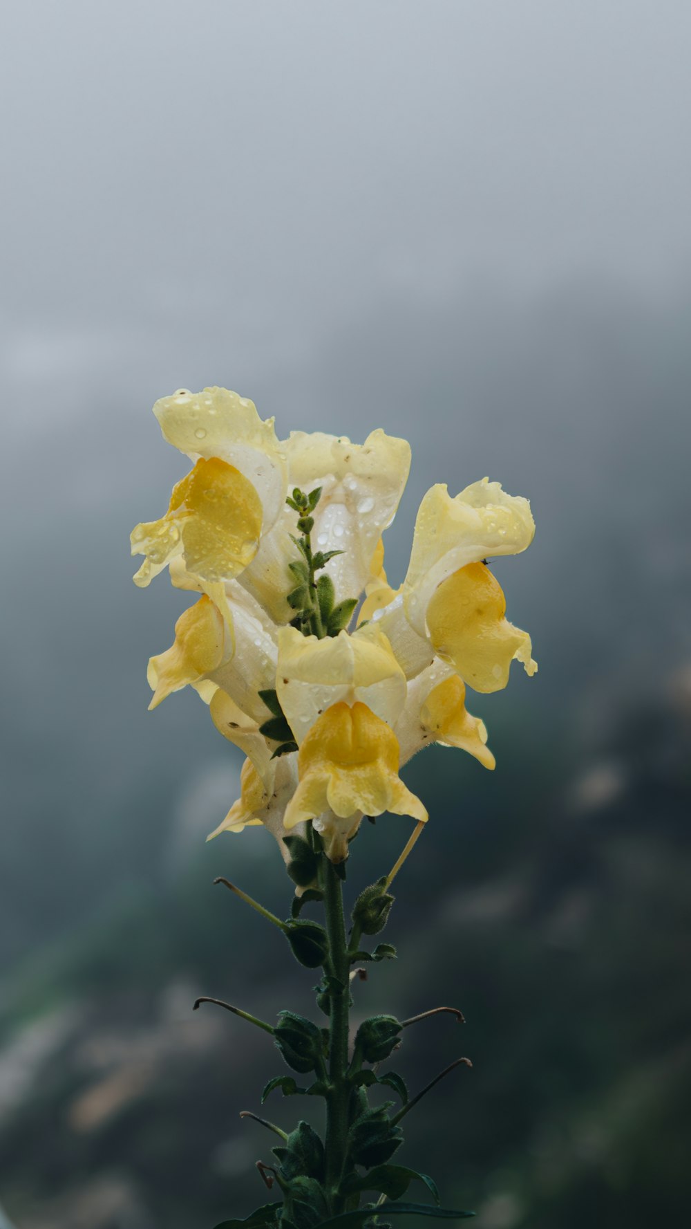 a close up of a flower with a blurry background