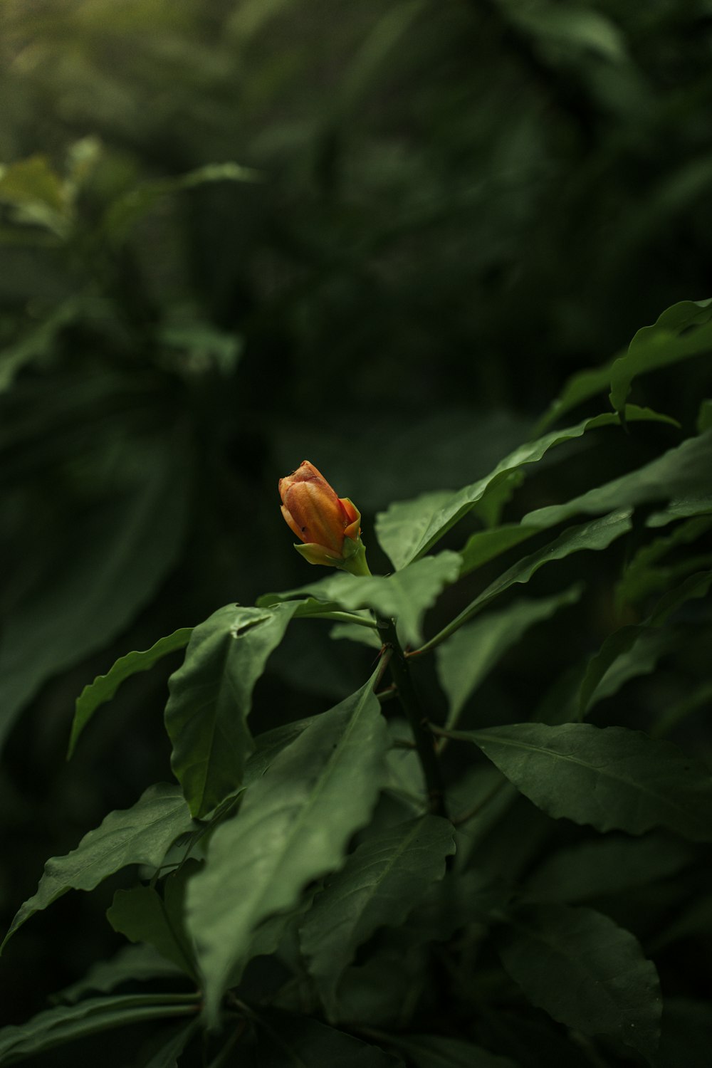 a single orange flower sitting on top of a green leaf covered tree