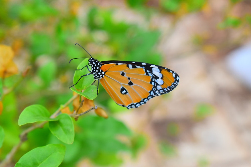 a close up of a butterfly on a plant