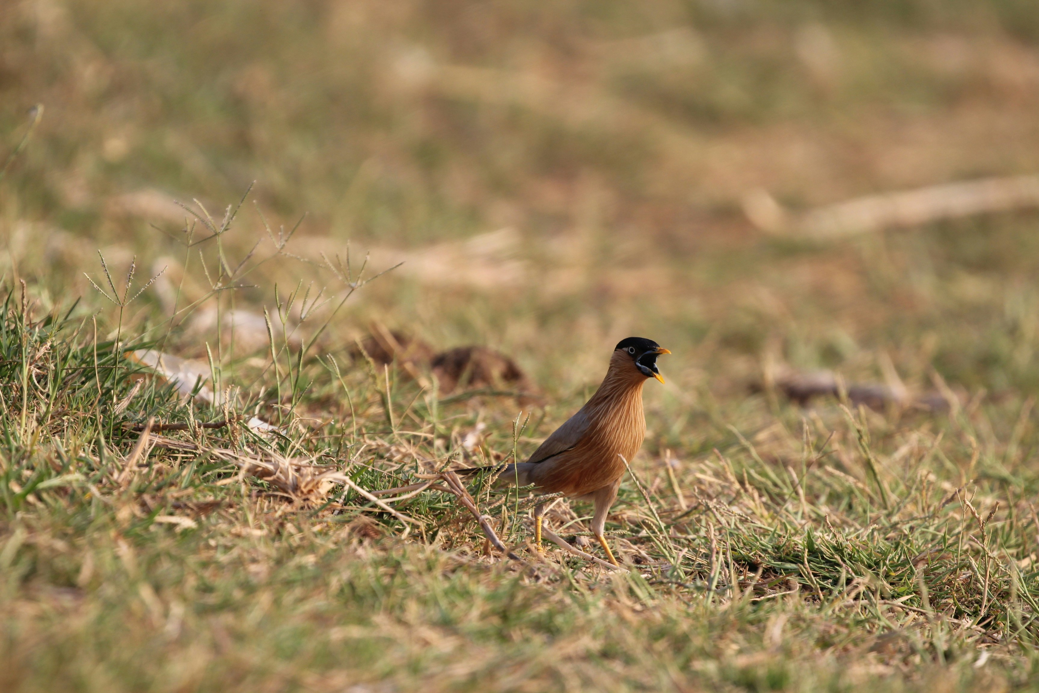 a small bird is standing in the grass