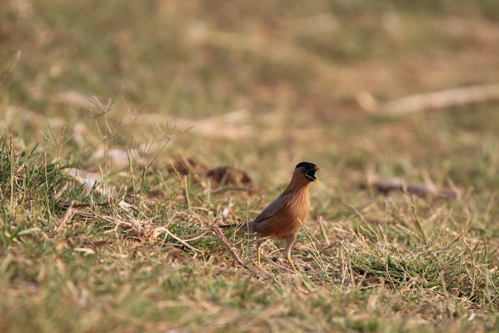 a small bird is standing in the grass