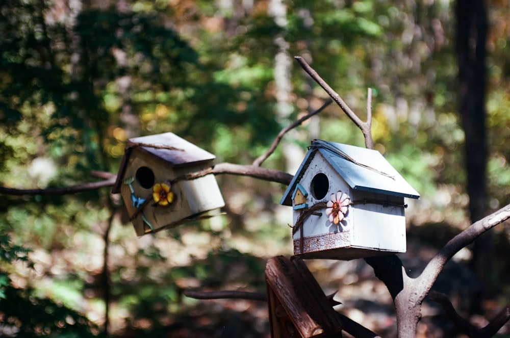 a couple of bird houses sitting on top of a tree branch
