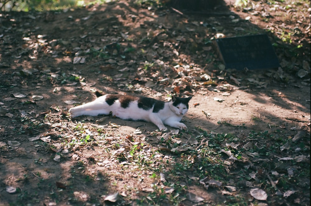 a black and white cat laying on the ground