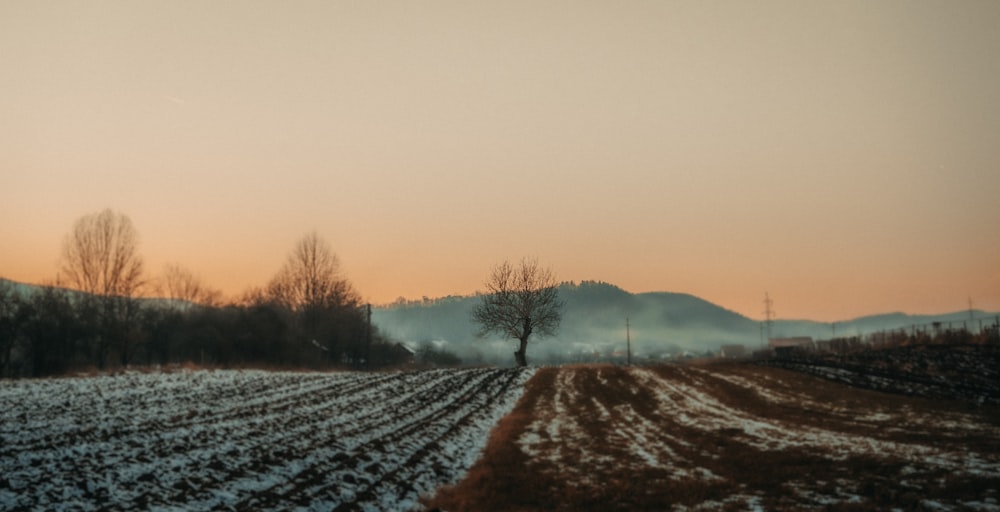 a snowy field with a lone tree in the distance