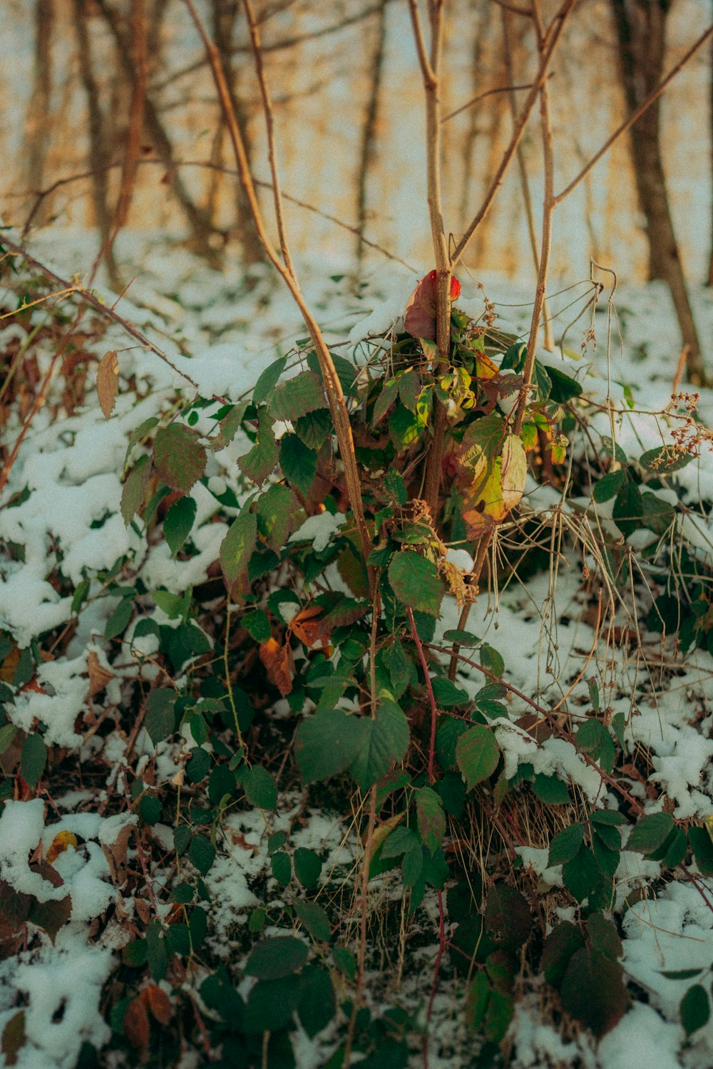 a bush covered in snow next to a forest