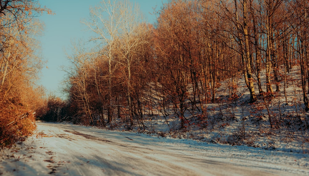 a snow covered road surrounded by trees and bushes