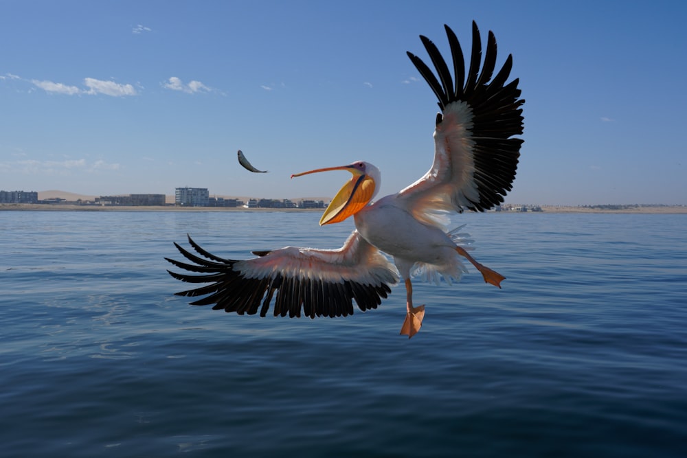 a large bird flying over a body of water